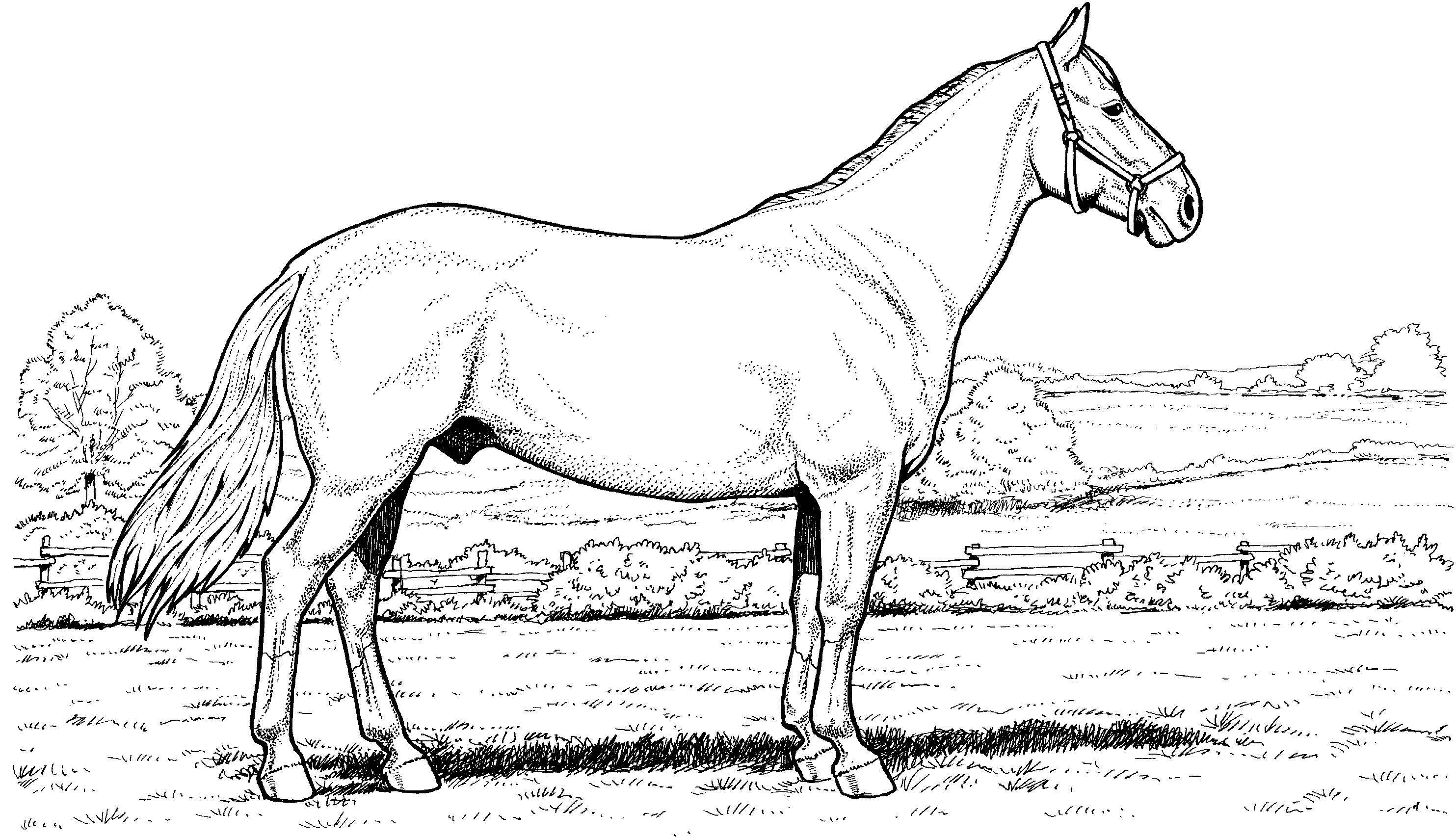 Free Printable Horse Racing Colouring Pages