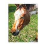 Appaloosa Horse Postcard