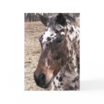 Appaloosa Stallions Greeting Card