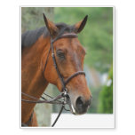 Bay Arab Horse Temporary Tattoos