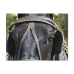 Black Draft Horse Postcard