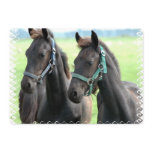 Black Horse Invitation