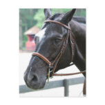 Black Warmblood  Postcard