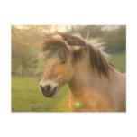 Buckskin Pony Postcard