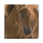 Chestnut Horse Design Square Magnet
