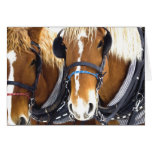 Clydesdale Draft Horses Card