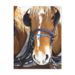 Clydesdale Draft Horses Postcard