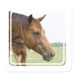 Curious Thoroughbred Stickers