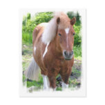 Draught Horse Postcard