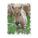 Foal Smelling Daisies Postcard