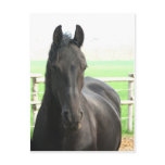Friesian Horse Postcard