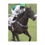 Galloping Race Horse Postcard