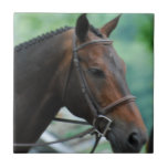 Gorgeous Warmblood Horse  Tile