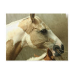 Gray Eventing Horse Postcard