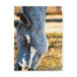 Grazing Appaloosa Horse Postcard