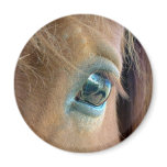 Horse Vision Magnet