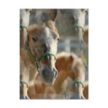 Just Appaloosas Postcard