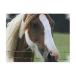 Pinto Pony Postcard