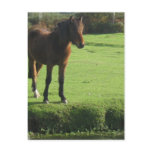 Pony Postcard