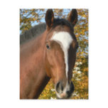 Quarter Horse Postcard