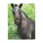 Roan Colt Postcard