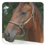 Sweet Chestnut Horse Stickers
