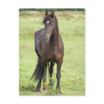 Sweet Friesian Horse  Postcard