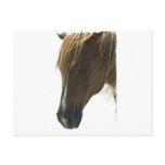 Sweet Mustang Horse Postcard
