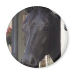 Thoroughbred Friesian Cross Magnet